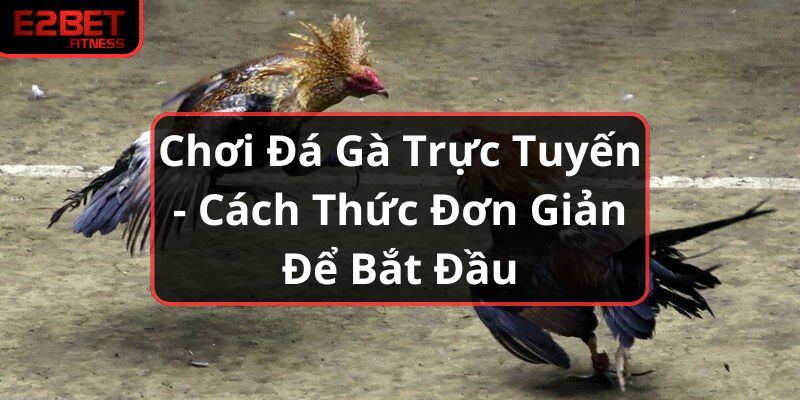 Chơi Đá Gà Trực Tuyến - Cách Thức Đơn Giản Để Bắt Đầu