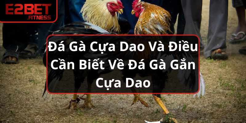 Đá Gà Cựa Dao Và Điều Cần Biết Về Đá Gà Gắn Cựa Dao